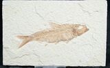 Knightia Fossil Fish - Wyoming #7563-1